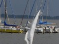holzpirat    dsc